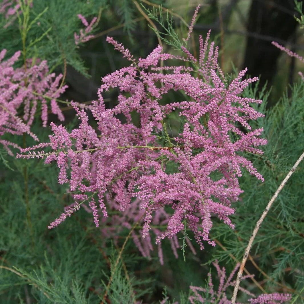 Tamarix (Tamarix scientific name) for planting in garden