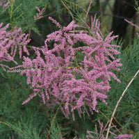 Tamarix (Tamarix scientific name) for planting in garden