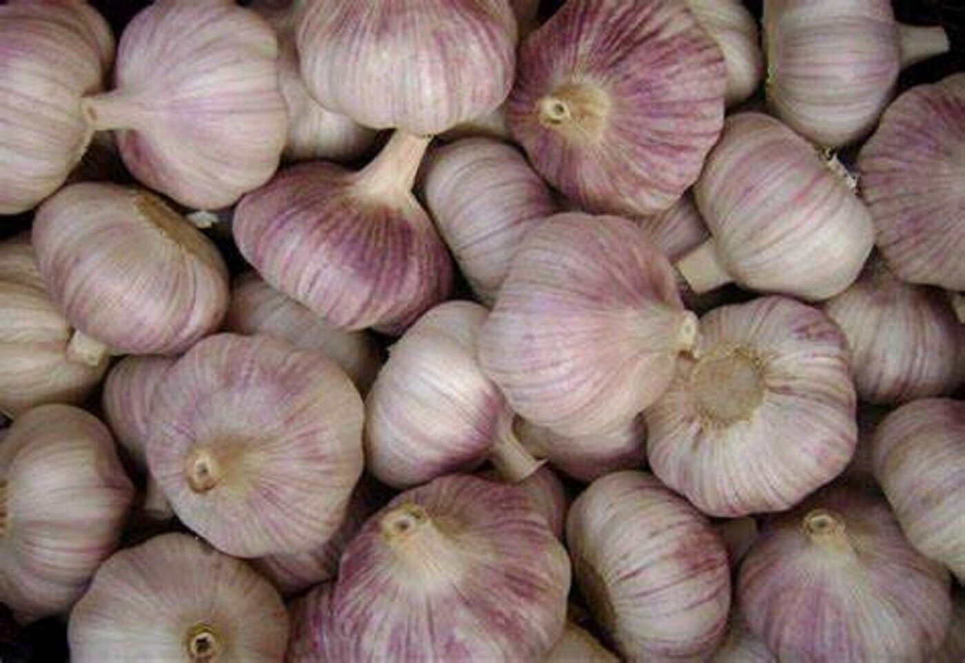 Garlic- Kangaroo Island Purple ()