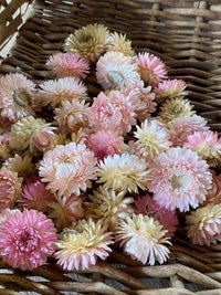 Everlasting Daisy- Silvery Rose