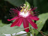 Heirloom Passion Flower Seeds, Non-GMO Exotic Vining Blooms for Tropical Garden Planting