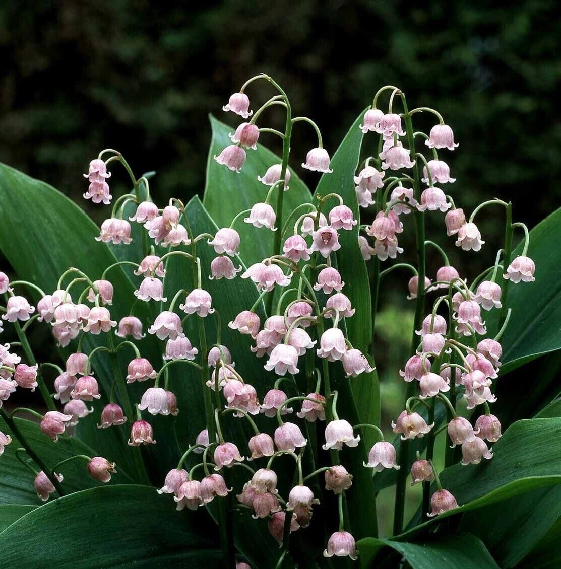 Pink Lily-of-the-Valley