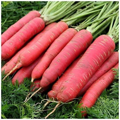 Carrot Red Long Vegetable Seeds
