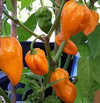 Chilli- Yellow Bhutlah