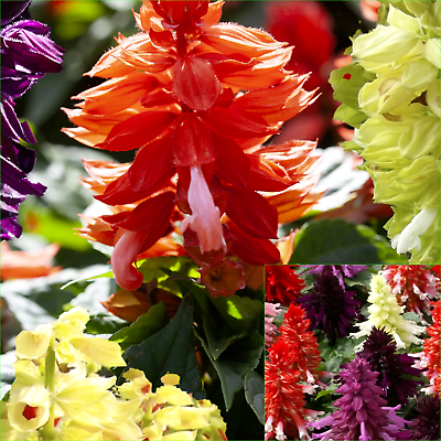 Salvia- Early Bonfire