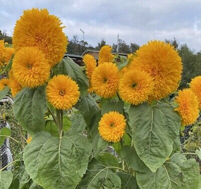 Sunflower- Double Dazzler F1