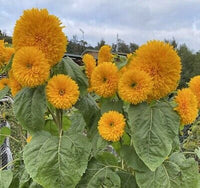 Sunflower- Double Dazzler F1