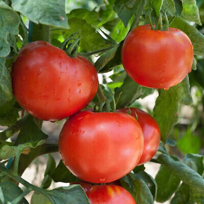Damsel – Organic Tomato Seed