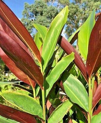 Native Ginger- Redback