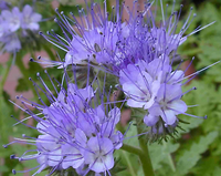 Phacelia- Lavender Blue