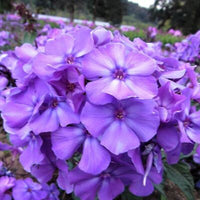 Phlox- Beauty Blue