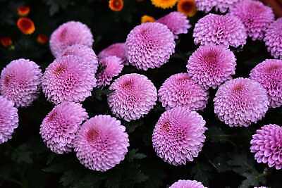 Flower Herb Garden Marigold Chrysanthemum Seeds