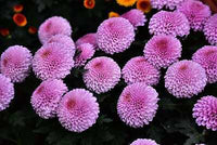 Flower Herb Garden Marigold Chrysanthemum Seeds