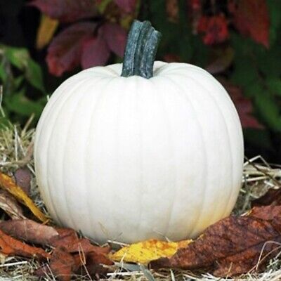 Polar Bear – Treated Pumpkin Seed