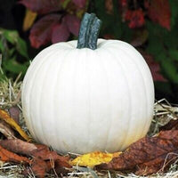 Polar Bear – Treated Pumpkin Seed