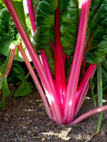 Silverbeet- Magenta