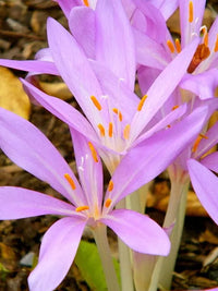 Heirloom Non-GMO Autumn Crocus Flower Seeds – Fall-Blooming Beauties for Garden Planting