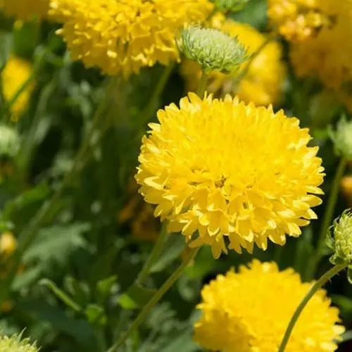 Heirloom Non-GMO Gaillardia Sundance Flower Seeds for planting in home garden