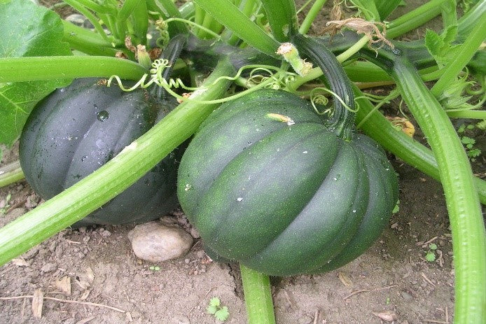 Winter Squash- Table Gem Bush