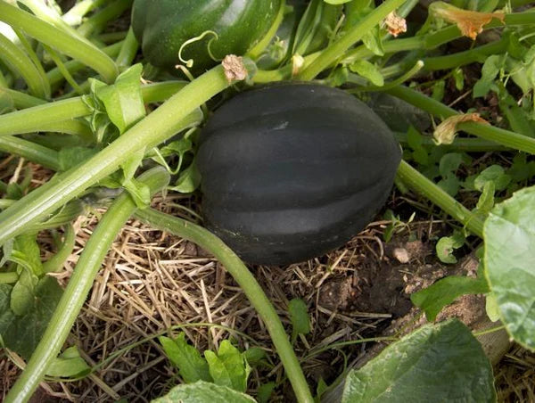 Winter Squash- Table Gem Bush