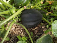 Winter Squash- Table Gem Bush