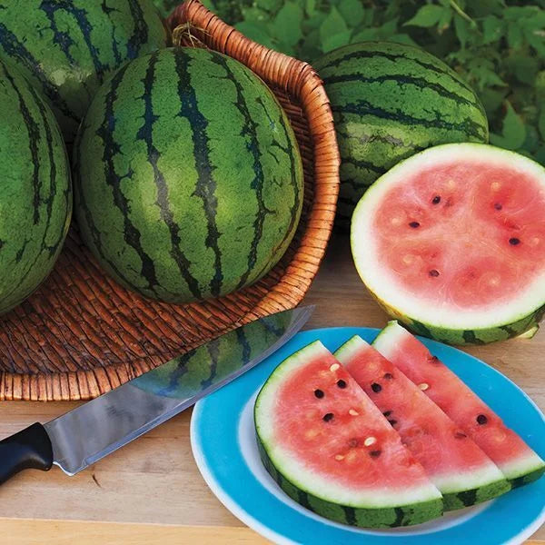 Starlight – Watermelon Seed