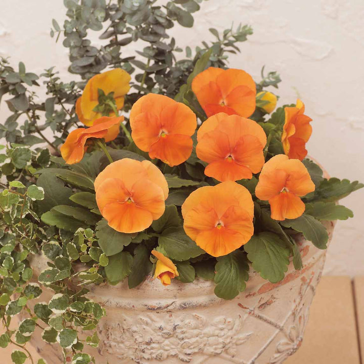 Heirloom Pansy Flower Seeds for Planting, Non-GMO