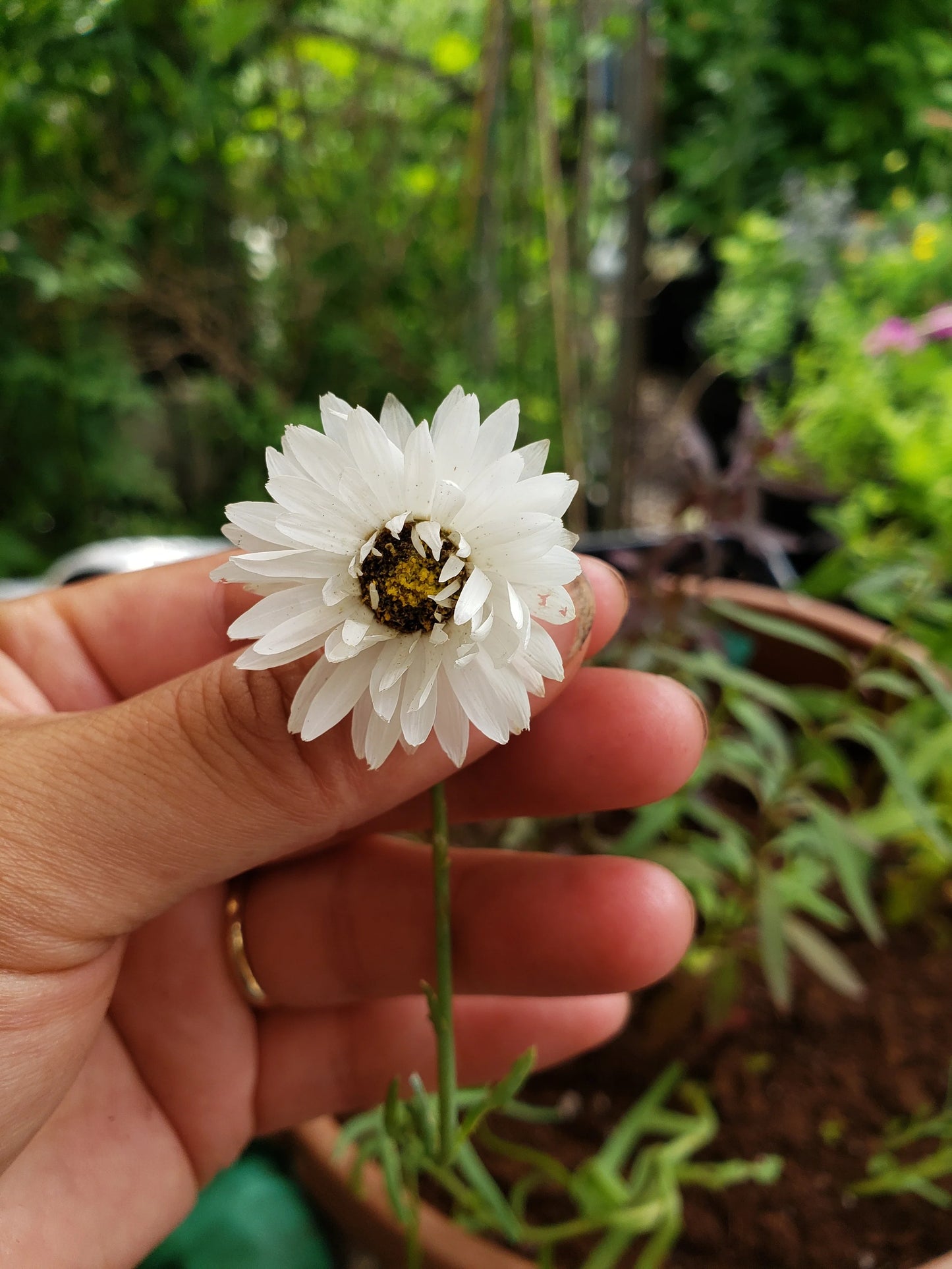 Pierrot White – Helipterum Seed