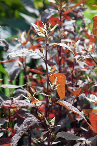 Copper Plume – Organic Atriplex Seed