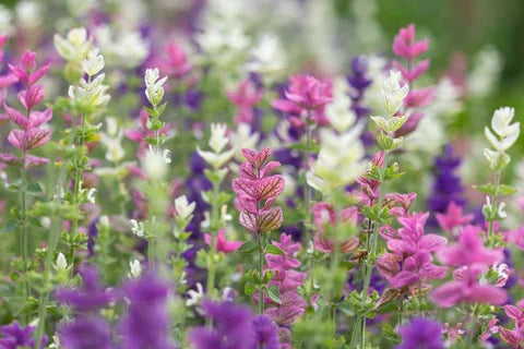 Salvia- Tricolour Mix