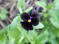 Pansy- Clear Crystal Black