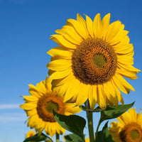 Double Petal Sunflower Seeds