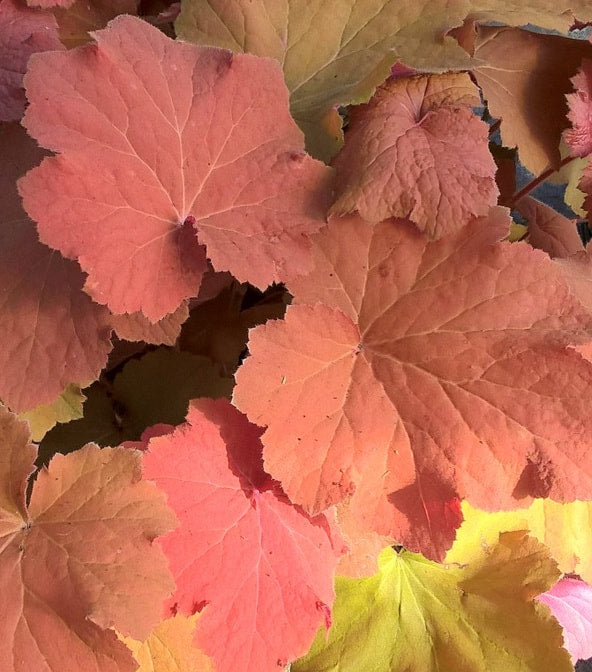 Mega Caramel Heuchera