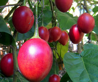 Tamarillo- Red