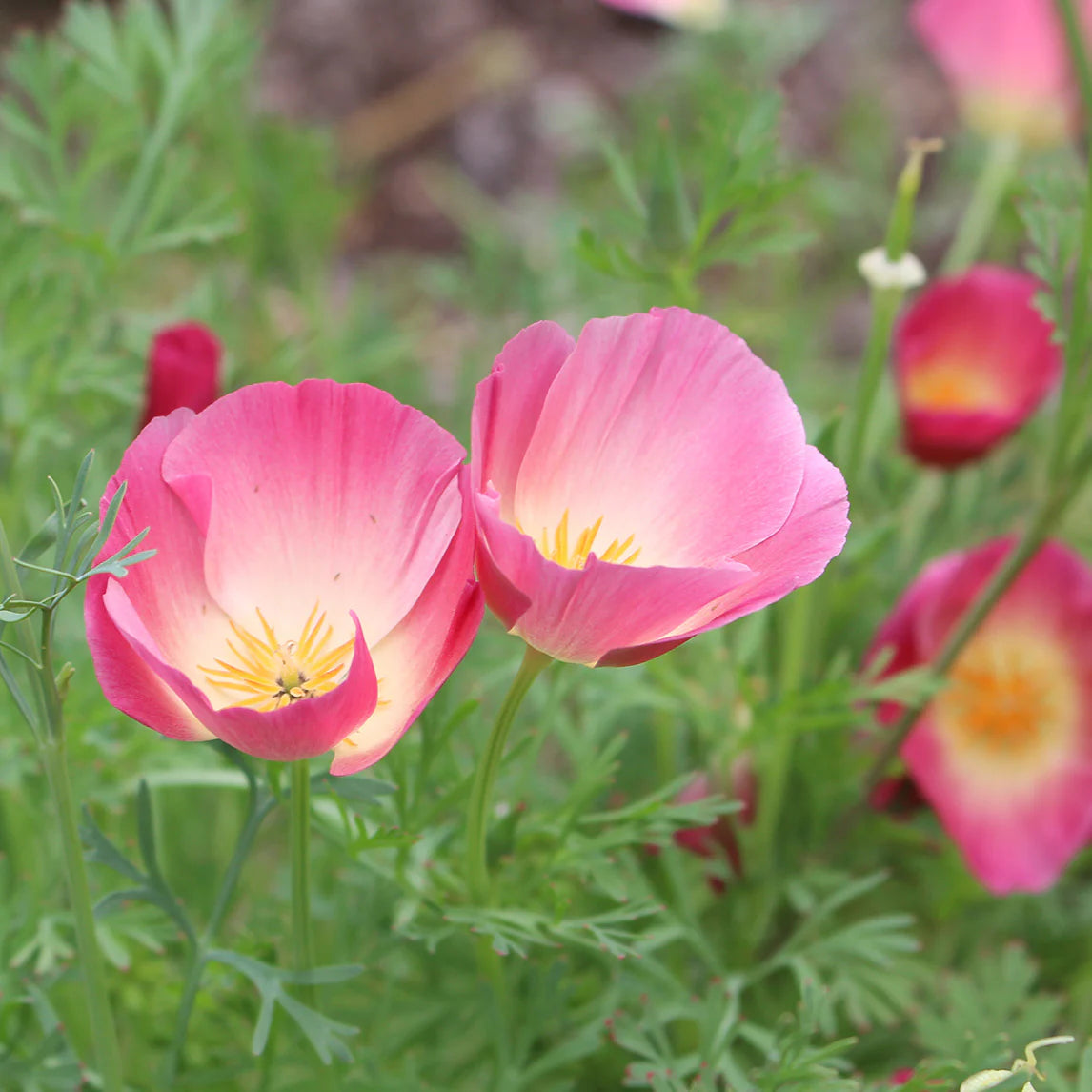 Californian Poppy- Purple Gleam