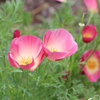 Californian Poppy- Purple Gleam
