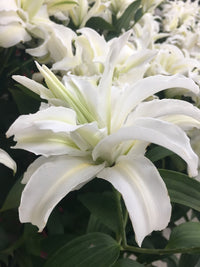 Polar Star Double Lily