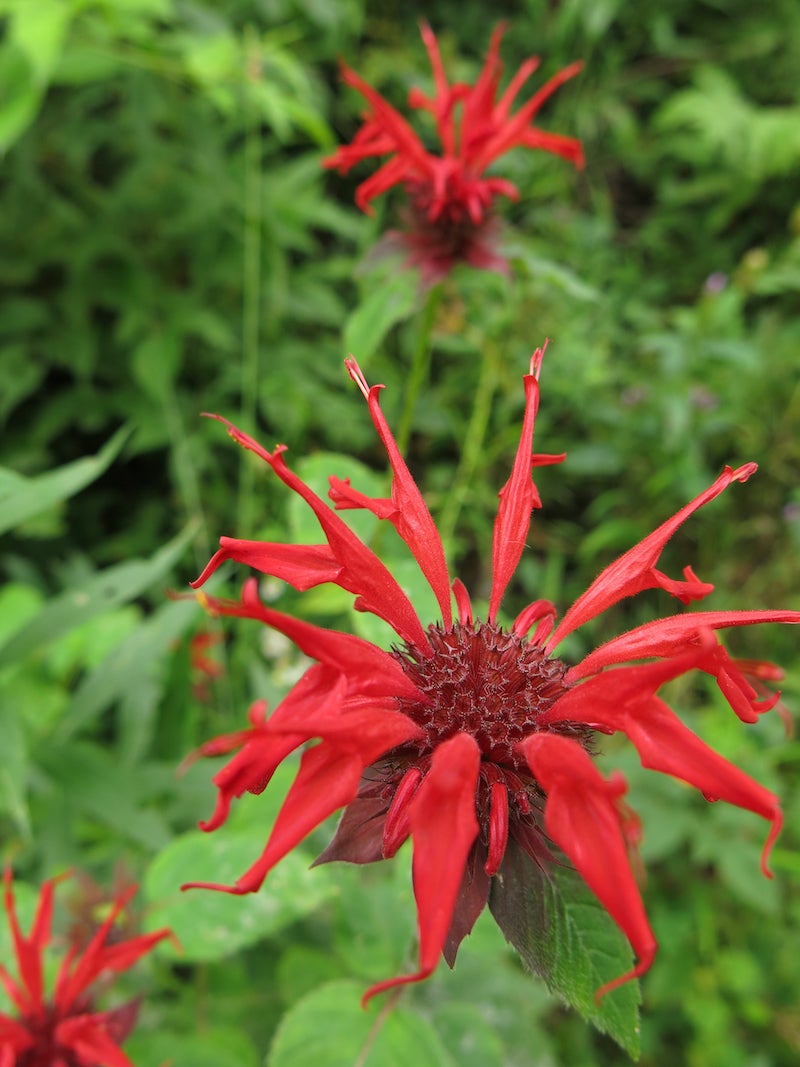 Heirloom Monarda Flower Seeds, Non-GMO Bee Balm Blooms for Pollinator-Friendly Garden Planting