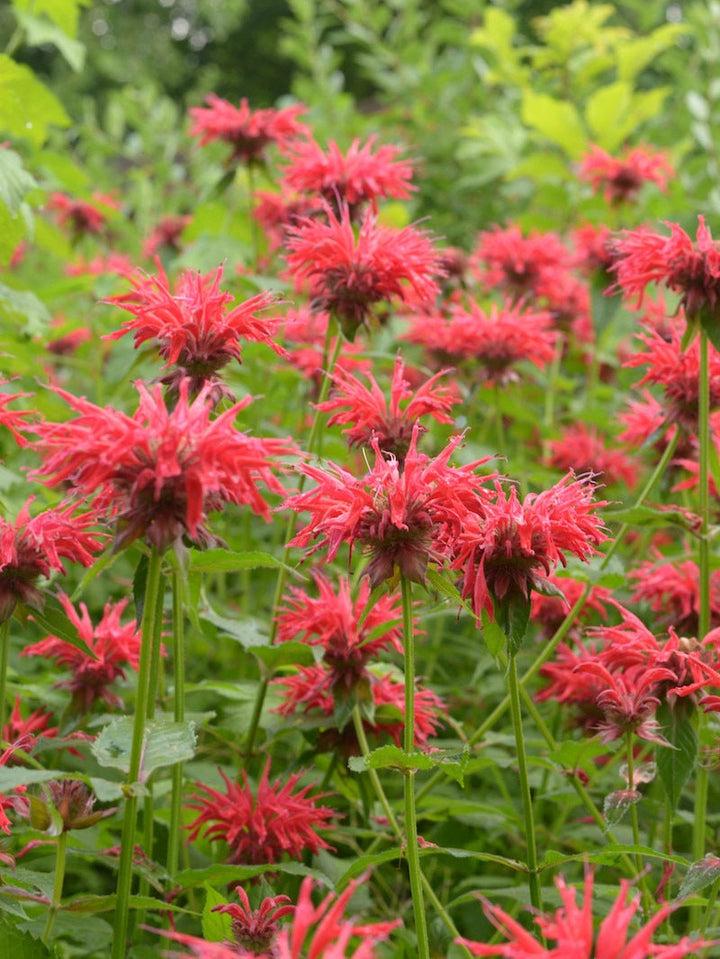 Heirloom Monarda Flower Seeds, Non-GMO Bee Balm Blooms for Pollinator-Friendly Garden Planting