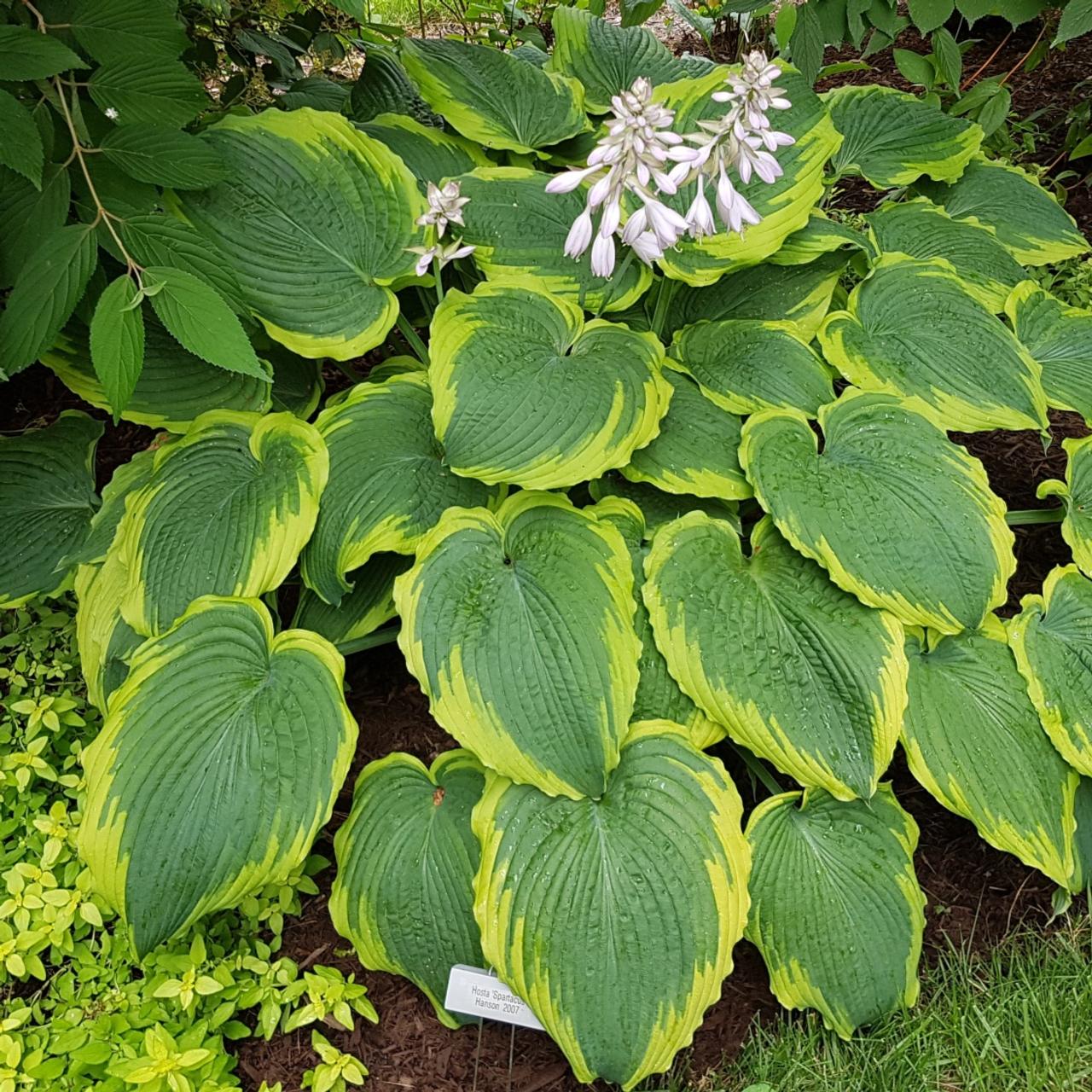Spartacus Hosta
