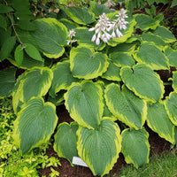 Spartacus Hosta