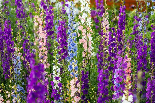 Galilee Blue – Organic Larkspur Seed
