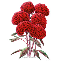 Red Flame – Organic Celosia Seed
