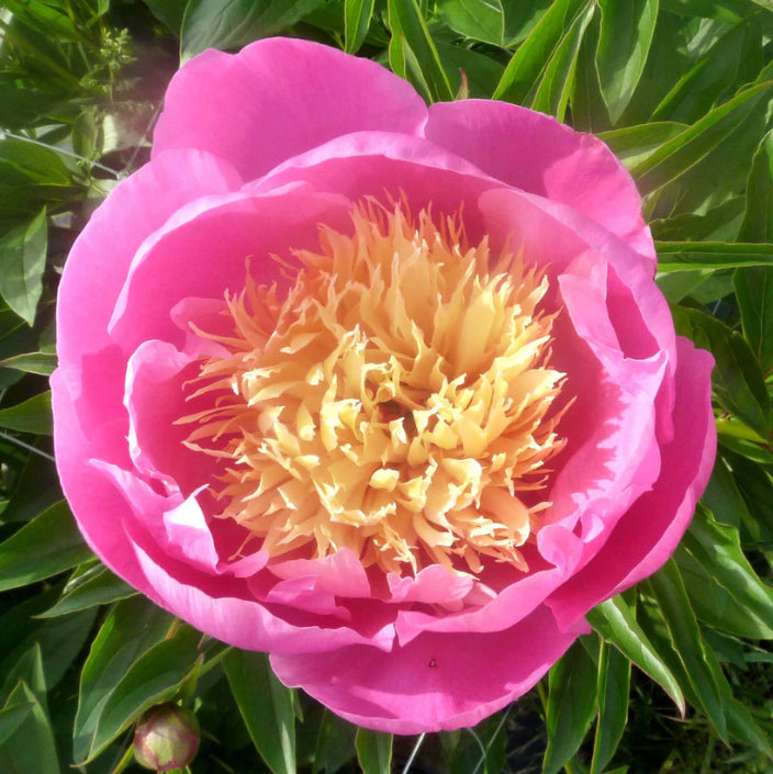 Bowl of Beauty Peony