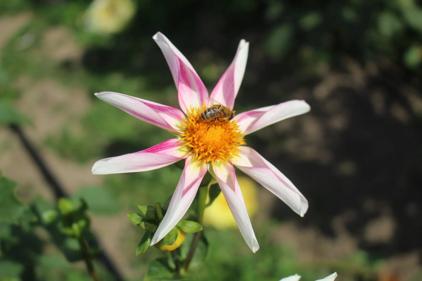 Dahlia- Derma Dainty (Tuber)