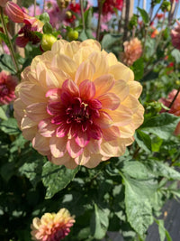 Dahlia- Christie Marble (Tuber)