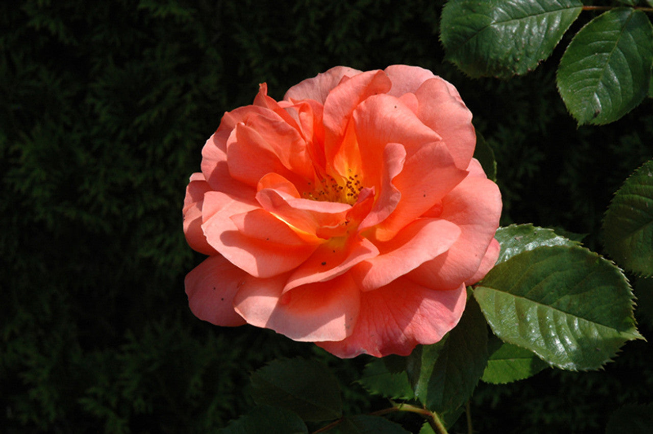 State of Grace Grandiflora Rose