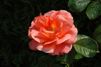 State of Grace Grandiflora Rose