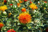 Heirloom Non-GMO Safflower Seeds for Planting – Drought-Tolerant Medicinal Flower Seeds