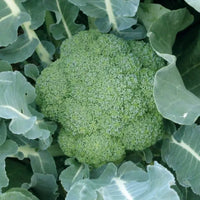 Green Magic – Broccoli Seed
